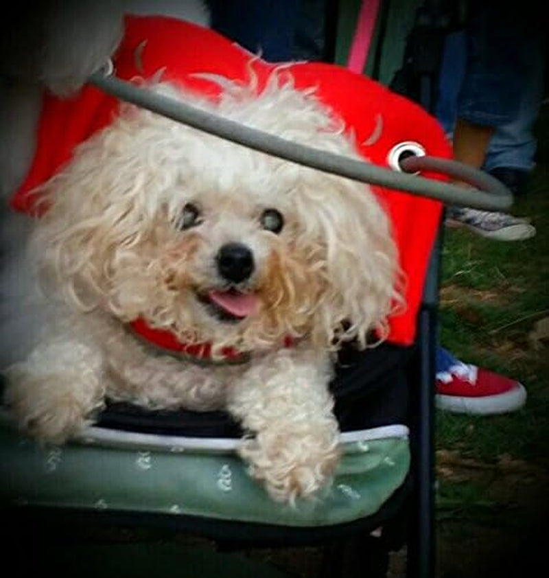 Muffin’S Halo® – the Original Blind Dog Halo | Harness & Bumper Collar Accessory for Safe Navigation & Confidence – Red, Size 6