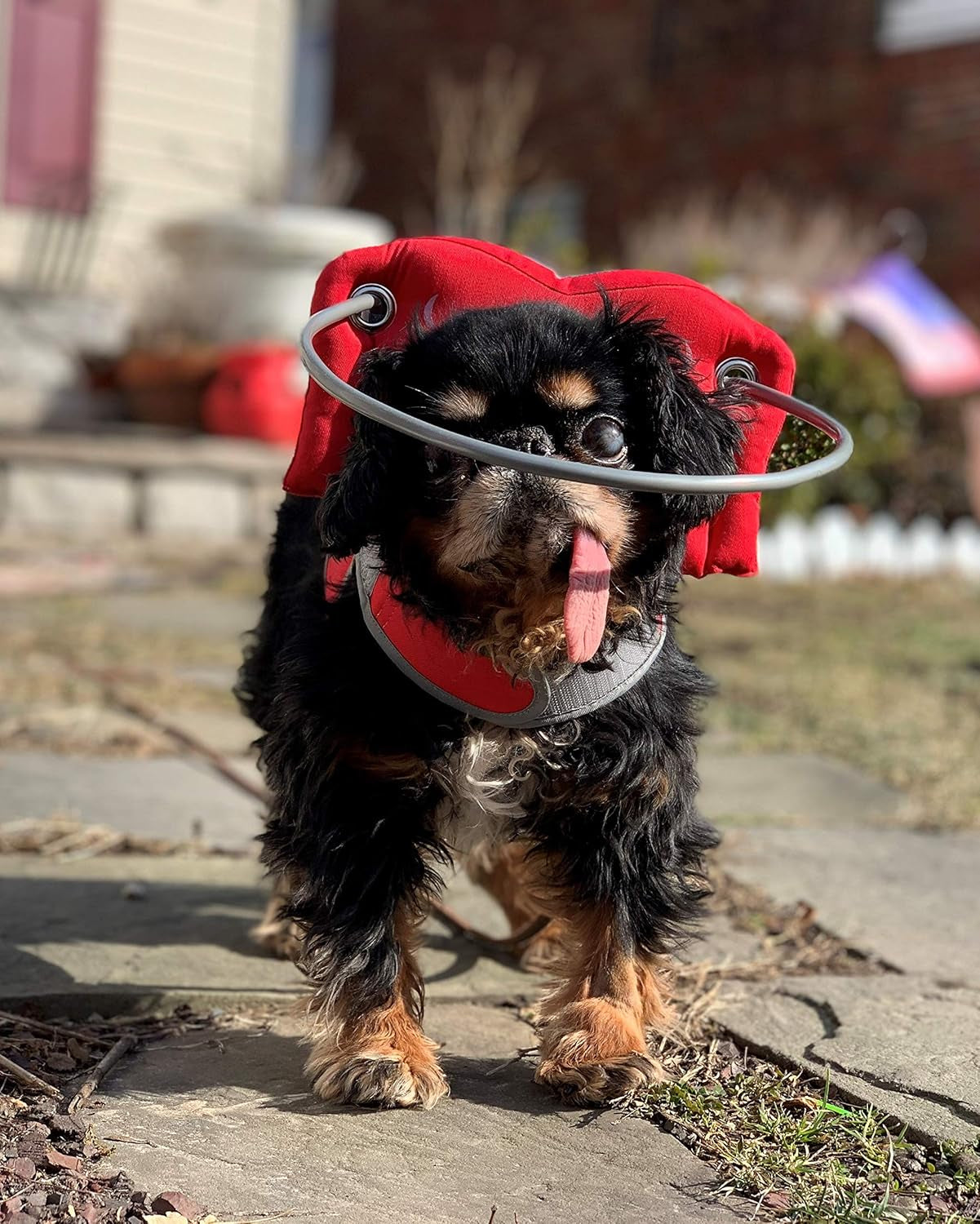 Muffin’S Halo® – the Original Blind Dog Halo | Harness & Bumper Collar Accessory for Safe Navigation & Confidence – Red, Size 6
