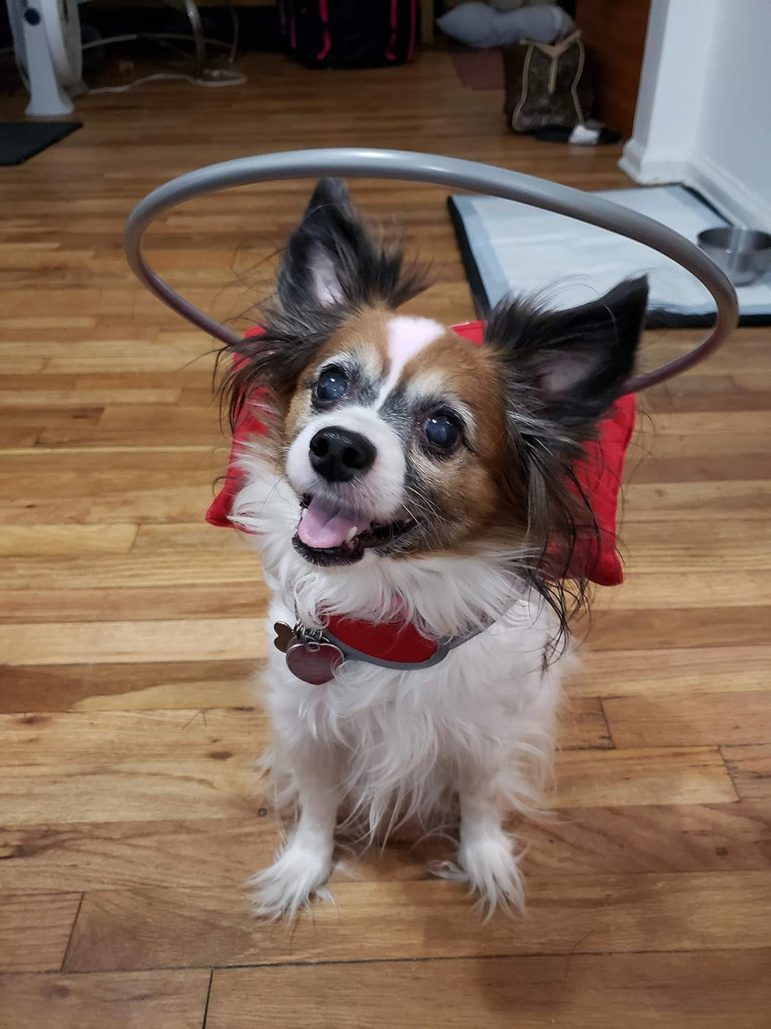 Muffin’S Halo® – the Original Blind Dog Halo | Harness & Bumper Collar Accessory for Safe Navigation & Confidence – Red, Size 6